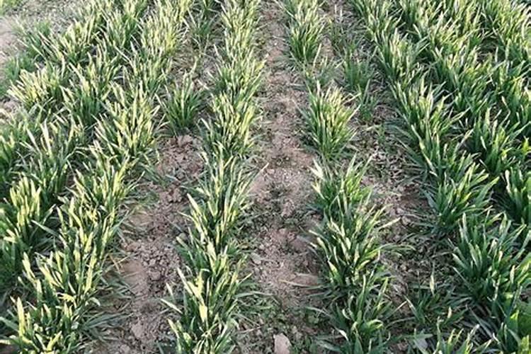 橘子皮泡水发酵后,算是通用肥还是氮肥？