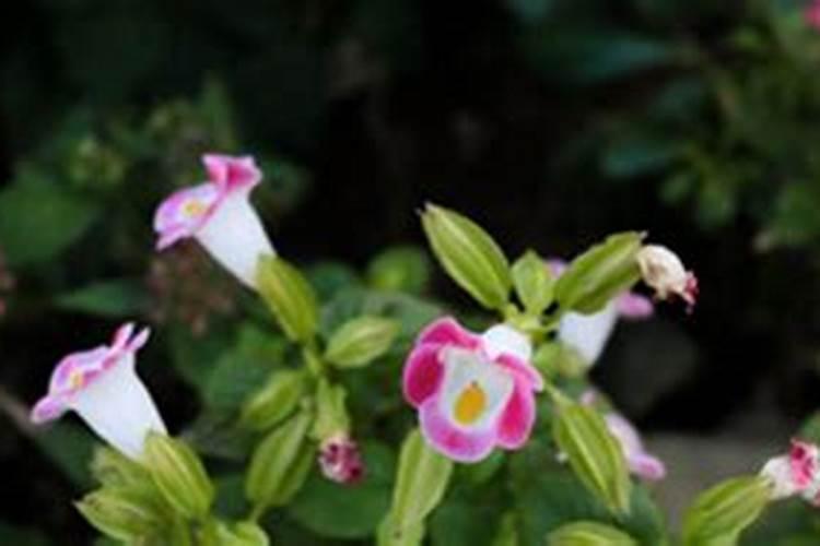 荔枝施什么肥料最好