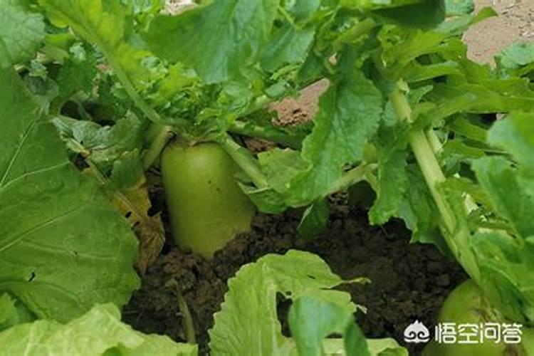 萝卜彭根用什么肥料