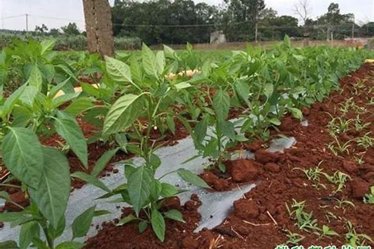 花施氮磷钾肥使用方法
