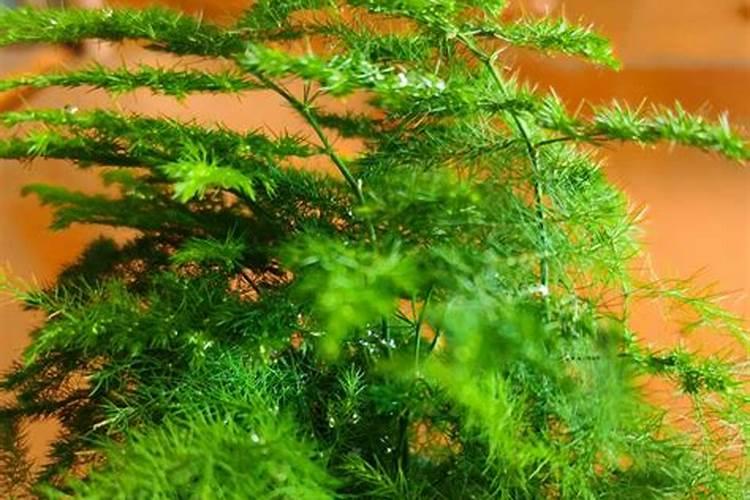 水稻施复合肥三天后缺水怎么办