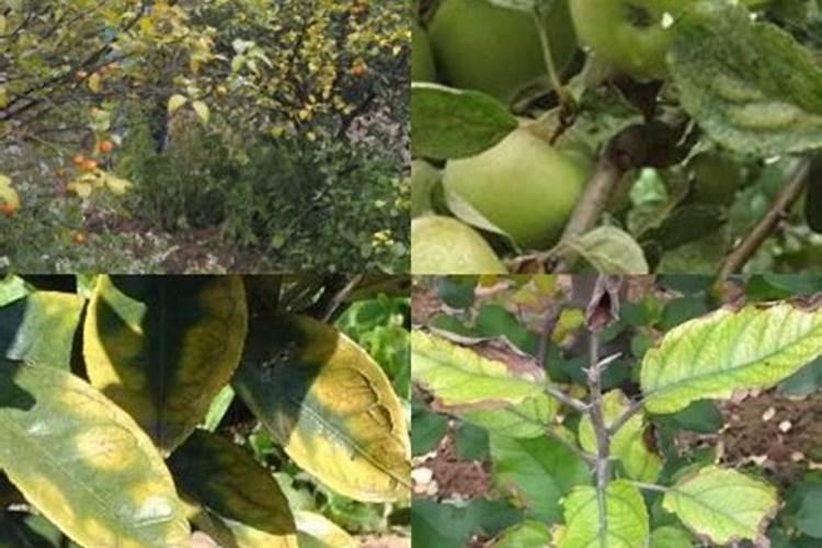 矿源黄腐酸钾怎么使用？矿源黄腐酸钾一亩地用多少？矿源黄腐酸钾的...