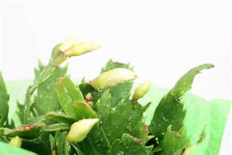 尿素可以水溶后施肥吗 尿素兑水比例多少合适