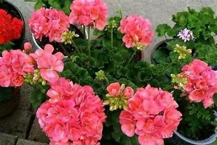 正在开花的四季梅上什么肥料好