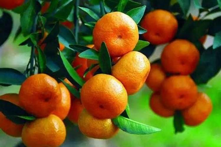 那些蔬菜可以用叶面肥