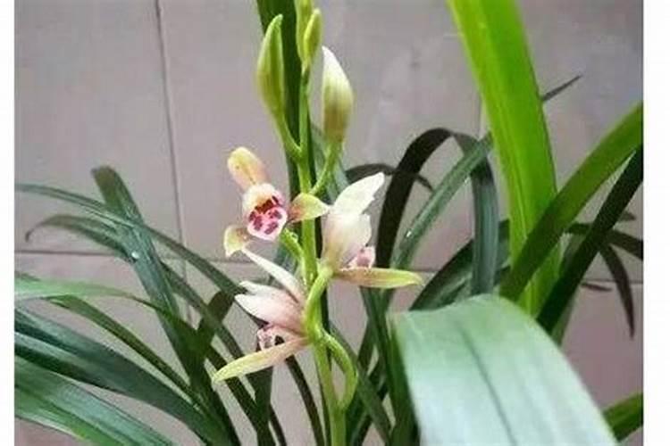 墨兰施什么肥料,墨兰什么时候可以施肥