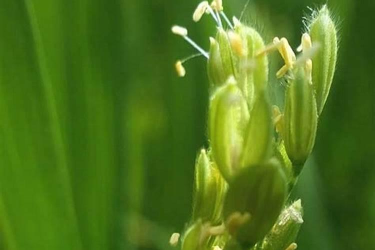 水稻扬花后需要水吗