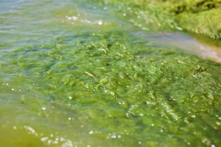 草木灰施肥后多久可施化肥？