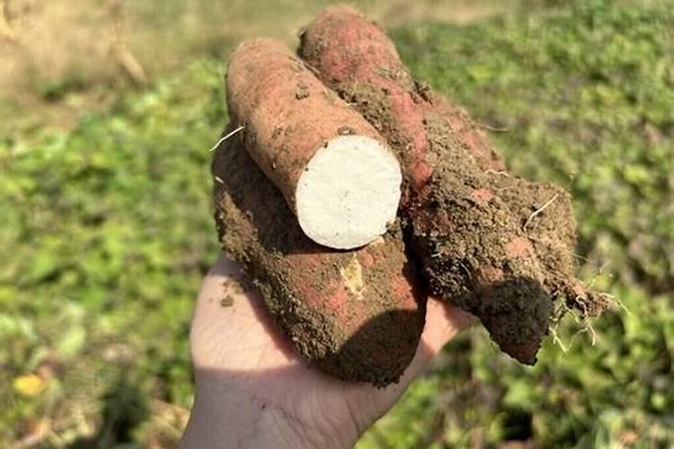 红薯地里可以不可以上硝酸磷肥料？