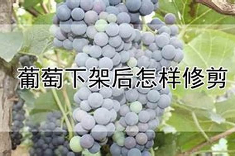 葡萄施什么肥料好
