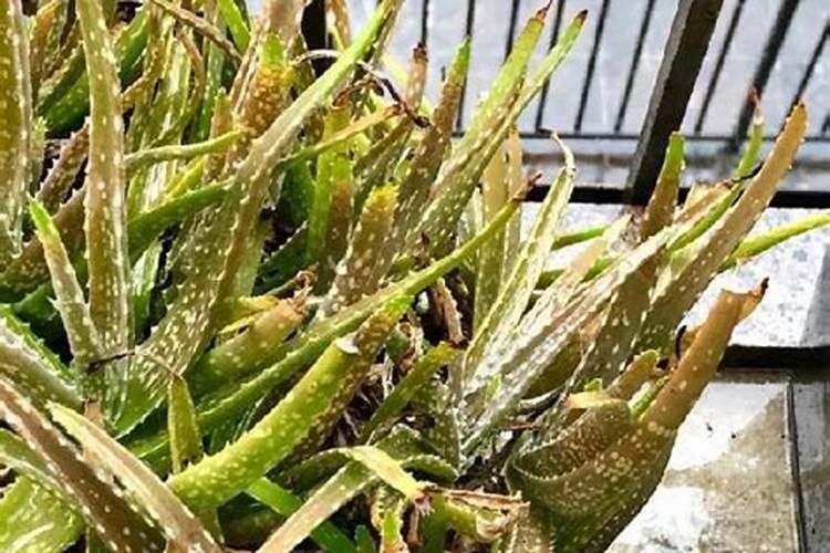 下雨天可以施肥吗 下雨天可以给农作物施肥吗