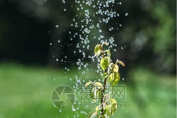 叶面肥什么时候打合适