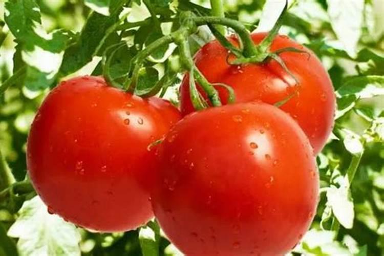 西红柿坐果期施什么肥