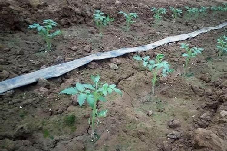 西红柿的需肥特性和西红柿追叶面肥的时期和要点