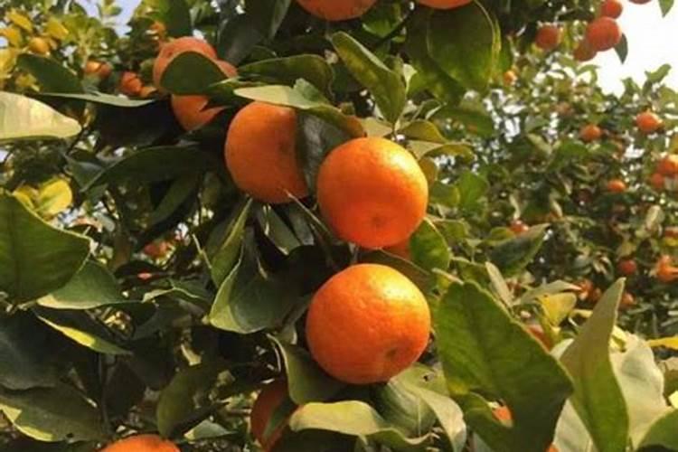 沙糖桔七月份施什么肥