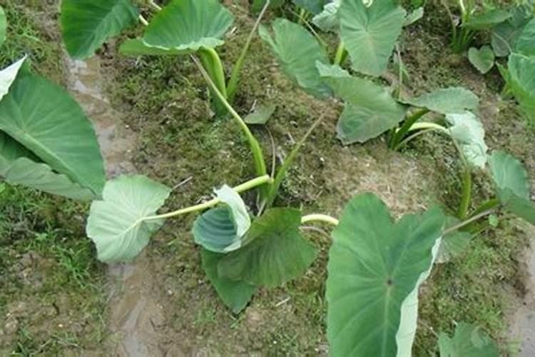 芋头什么时候喷施磷酸二氢钾(芋头膨大期施什么肥能膨大)