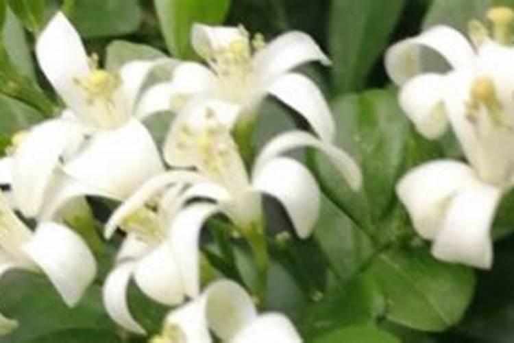 小番茄喜阴还是喜阳