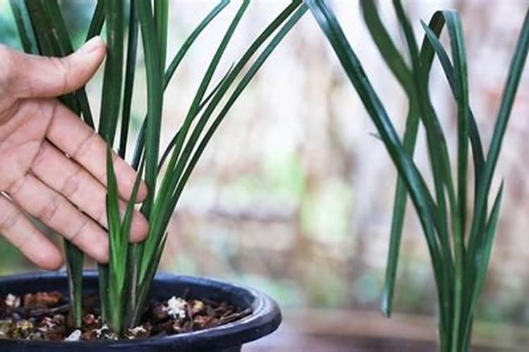 兰花花期浇水及施液肥对兰花有什么影响？