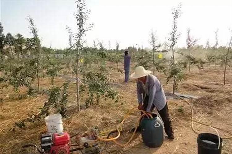 叶面肥怎么使用效果好