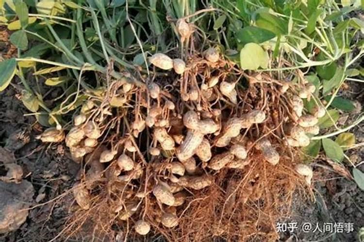 磷酸二铵肥料含量