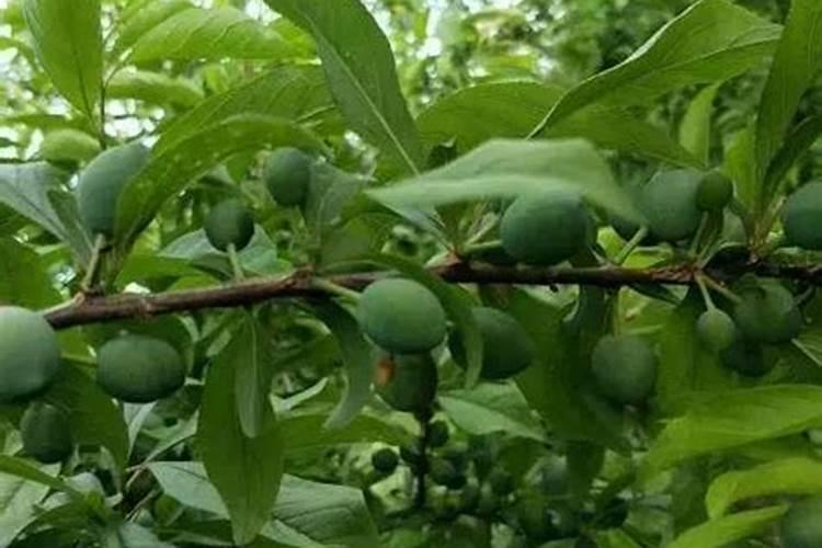 桃子用硝酸磷肥可以吗？求解答