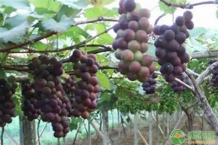 葡萄什么时候施肥好,施什么肥料好