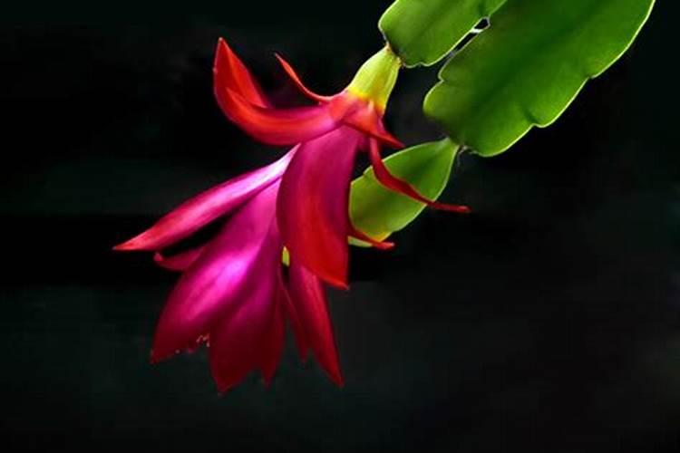 缺少氮肥叶片的症状