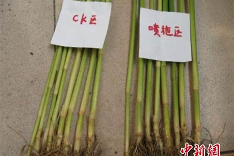 硝酸铵钙肥料怎样使用效果最好