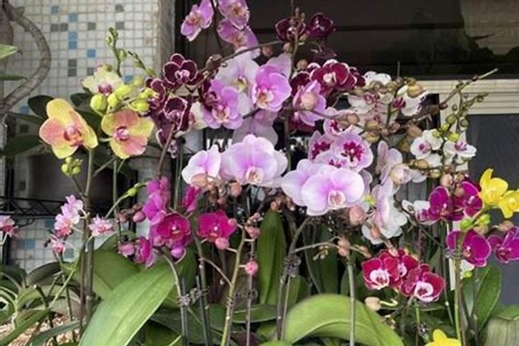 种植葵花用什么肥料好？