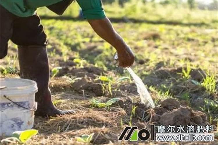冲施肥什么时间用好