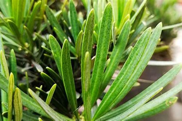 花椒花期用什么叶面肥