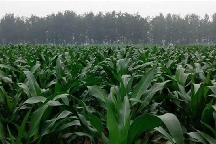 引起低钾血症的原因