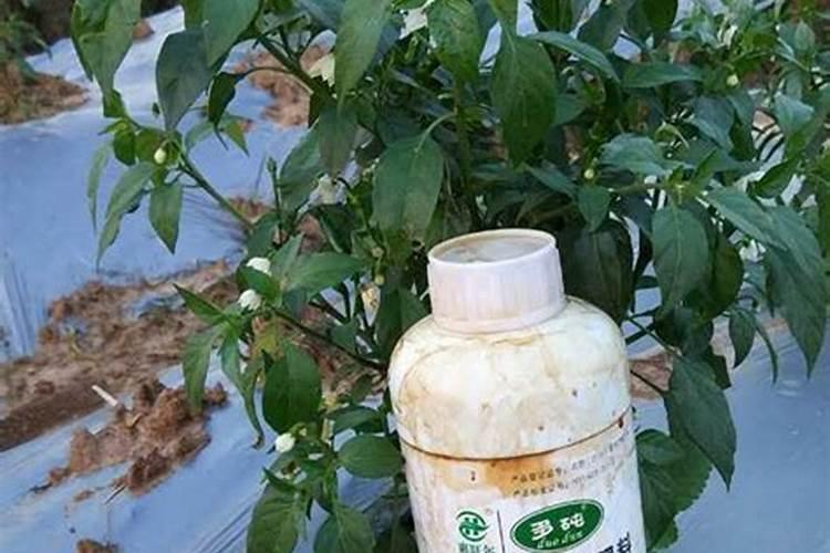 辣椒长的慢用什么中微肥促进生长？
