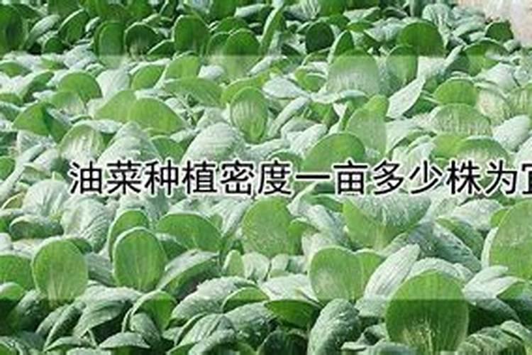 花椒树几月份施肥最佳