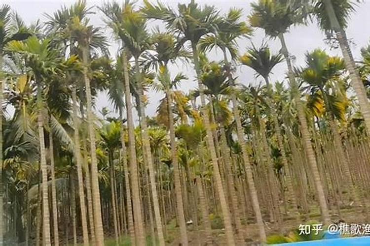 花卉叶面肥有哪些