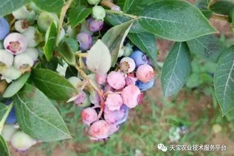 蓝莓施肥用什么肥料最好 种蓝莓用肥正确长得快