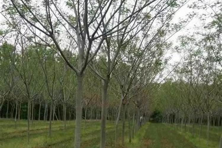 小树苗放什么化肥