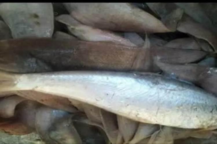 当自制鱼蛋白有氨气出现时要如何应对