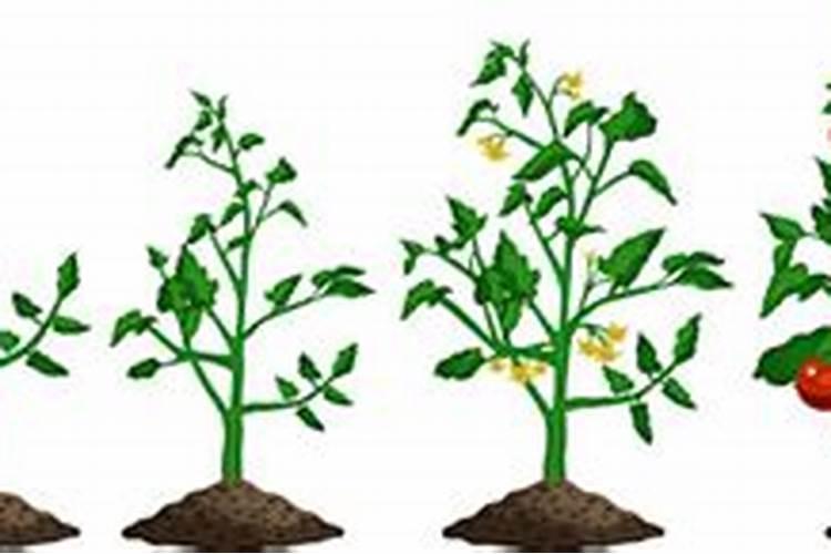 花椒种子能做肥料吗