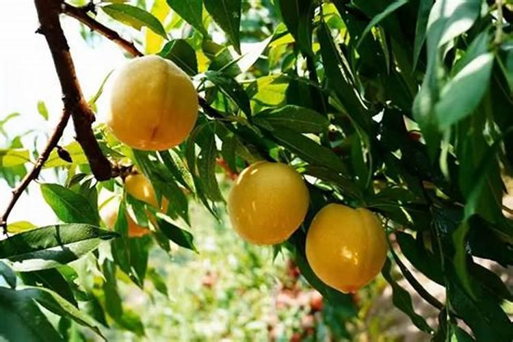 这些作物怎么使用鱼蛋白肥？千万别施错了!