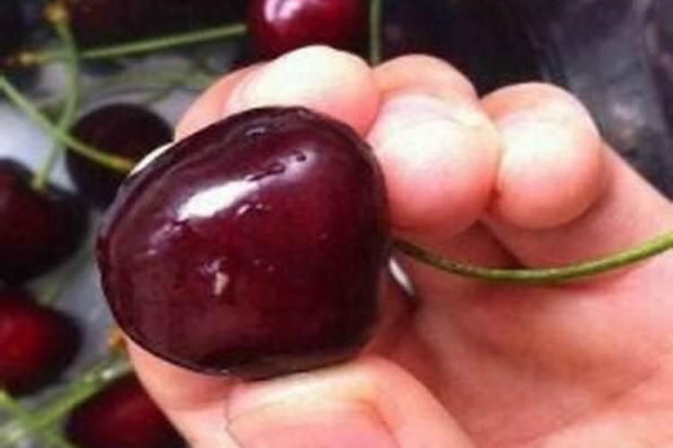 六月份车厘子该用什么肥