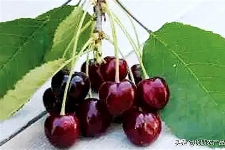 车厘子苗氮、磷、钾,过量使用!后果这么可怕!(下)