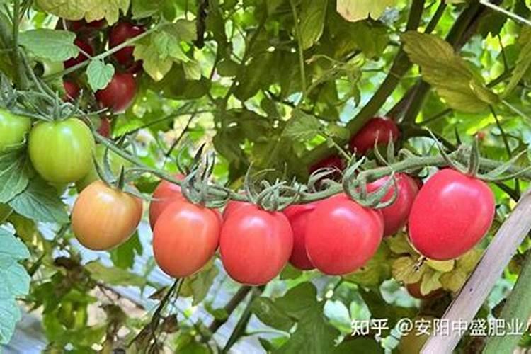 西红柿什么时间浇水