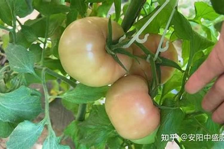 西红柿需用什么样的肥料