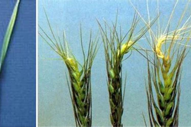 硼肥对小麦的作用与功效