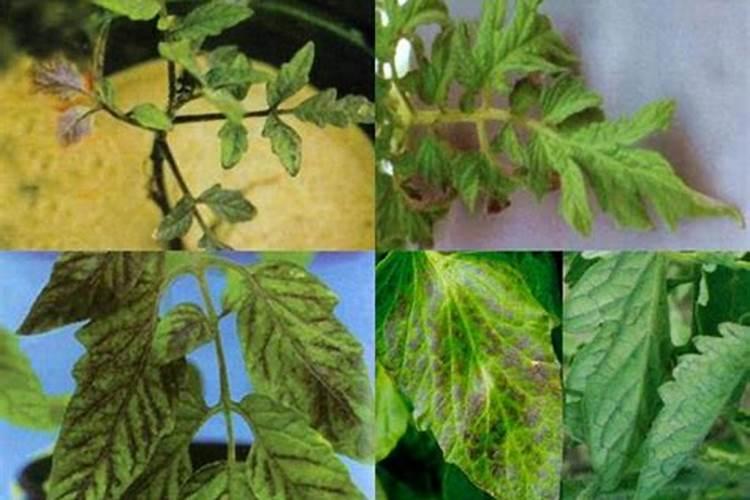 植物缺元素症状请问植物缺各种元素的症状和防治办法。