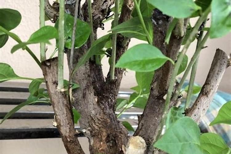 樟子松能通过树干和树叶吸收水分存活吗？