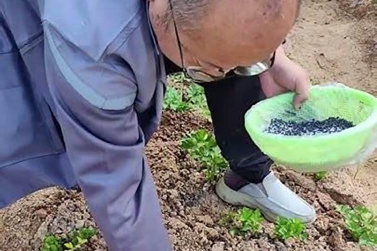 尿素当叶面肥喷施要注意什么