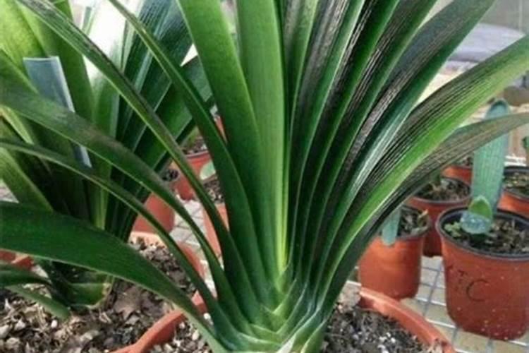 君子兰可以用复合肥吗