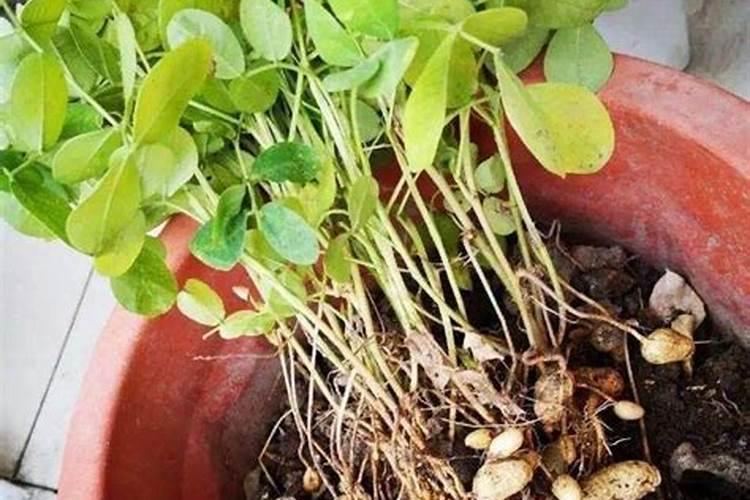 花生用什么肥料最旺盛